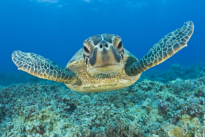 綠海龜