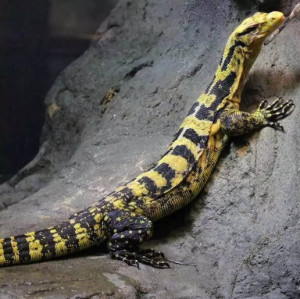 金頭澤巨蜥 金頭澤巨蜥