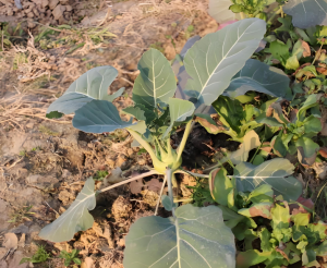 擘藍(lán) 擘藍(lán)