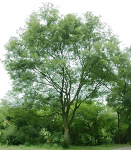 樸樹(shù) 樸樹(shù)