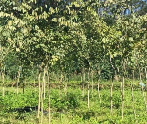 交趾黃檀 交趾黃檀