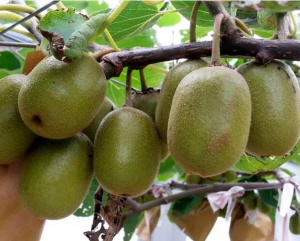 獼猴桃屬 獼猴桃屬