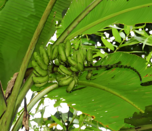 小果野蕉 小果野蕉