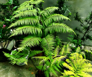 卵圓土人參 卵圓土人參