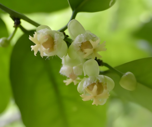 海南大風子 海南大風子