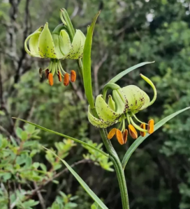 綠花百合 綠花百合
