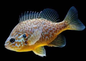 太陽(yáng)魚 太陽(yáng)魚