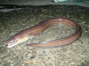 灰康吉鰻 灰康吉鰻