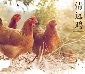 清遠(yuǎn)雞 清遠(yuǎn)雞