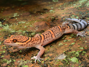 霸王嶺瞼虎 霸王嶺瞼虎