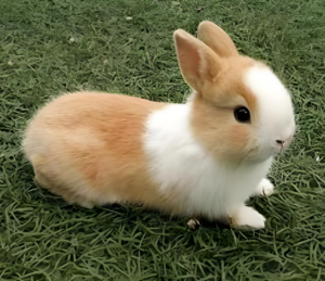 侏儒兔 侏儒兔