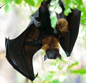 琉球狐蝠 琉球狐蝠