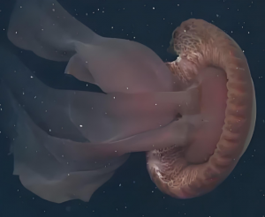 冥河水母 冥河水母