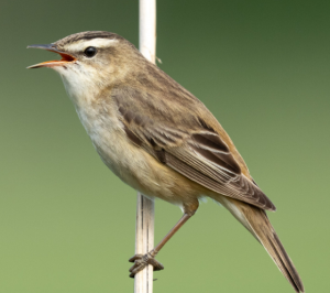 蒲葦鶯
