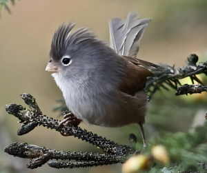 暗色鴉雀 暗色鴉雀