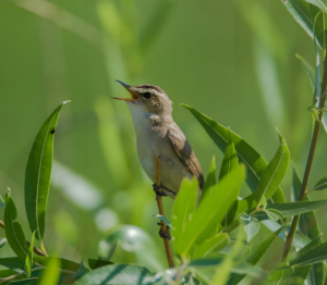 細(xì)紋葦鶯 細(xì)紋葦鶯