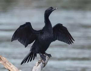黑頸鸕鶿 黑頸鸕鶿