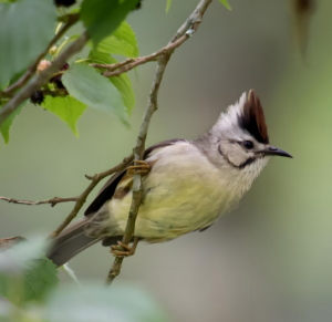 褐頭鳳鹛 褐頭鳳鹛