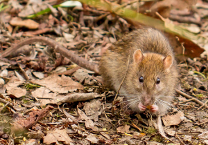 棕背?鼠 棕背?鼠