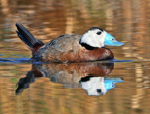 白頭硬尾鴨 白頭硬尾鴨
