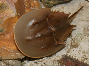 圓尾蝎鱟 圓尾蝎鱟