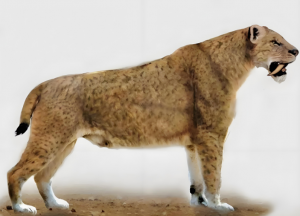 美洲擬獅 美洲擬獅