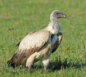 白背兀鷲 白背兀鷲