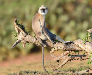 喜山長(zhǎng)尾葉猴