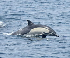 長喙真海豚 長喙真海豚