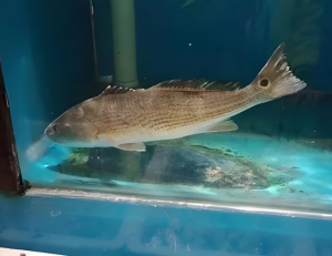 眼斑擬石首魚