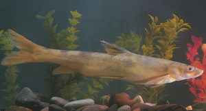 塔里木裂腹魚 塔里木裂腹魚