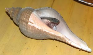 細(xì)角螺 細(xì)角螺