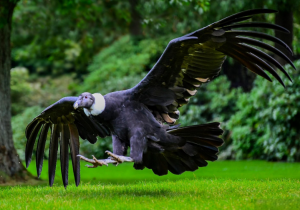 安第斯神鷲 安第斯神鷲