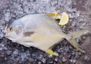 卵形鯧鲹 卵形鯧鲹