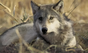 馬更歇狼 馬更歇狼