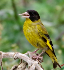 黑頭金翅雀 黑頭金翅雀