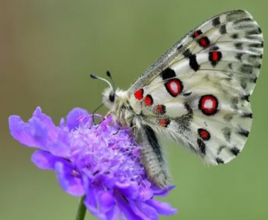 阿波羅絹蝶 阿波羅絹蝶