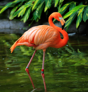 智利火烈鳥 智利火烈鳥