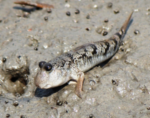 彈涂魚屬 彈涂魚屬