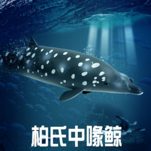 柏氏中喙鯨 柏氏中喙鯨