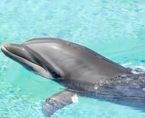 印太瓶鼻海豚 印太瓶鼻海豚