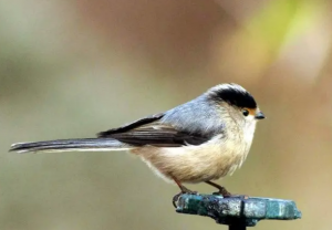 銀喉長(zhǎng)尾山雀 銀喉長(zhǎng)尾山雀