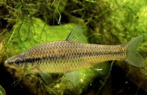 麥穗魚(yú) 麥穗魚(yú)