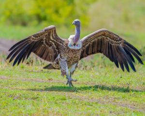 黑白兀鷲 黑白兀鷲
