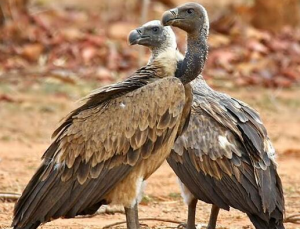 長(zhǎng)嘴兀鷲 長(zhǎng)嘴兀鷲