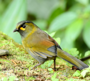 黃痣藪鹛 黃痣藪鹛