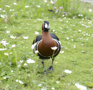 紅胸黑雁 紅胸黑雁