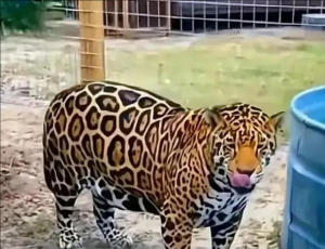 攀枝花動物園 攀枝花動物園