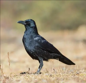 渡鴉