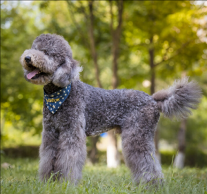 巨型貴賓犬 巨型貴賓犬
